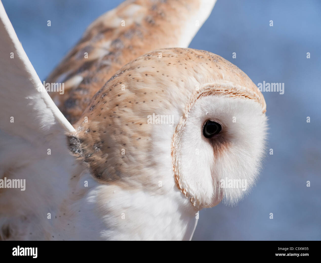 Il barbagianni (Tyto alba) è un raro gufo negli Stati Uniti. Questo gufo ali ha sollevato come se pronto a prendere il volo. Foto Stock