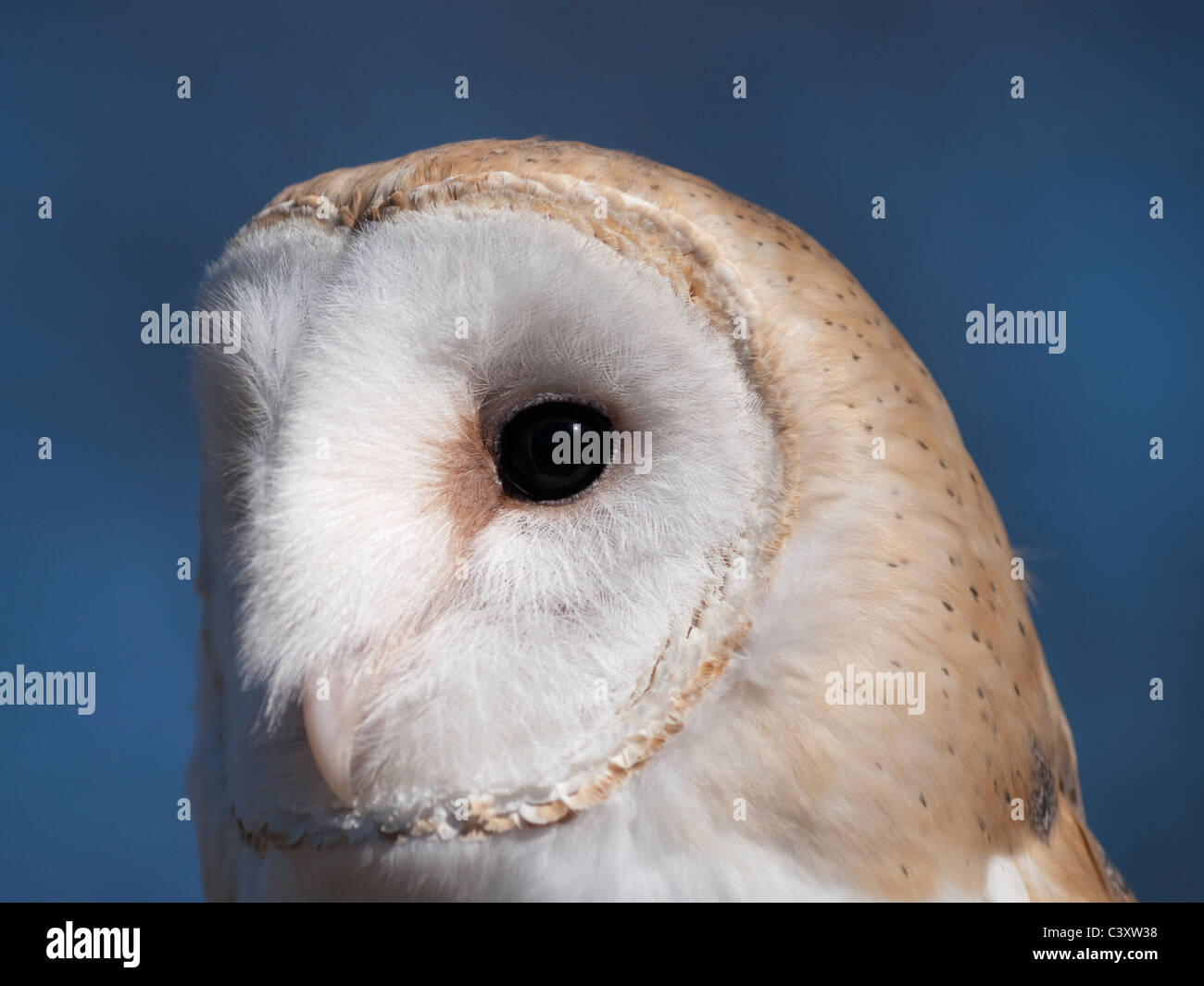Il barbagianni (Tyto alba) è un raro gufo negli Stati Uniti. Si tratta di una chiusura di theunique modelli di piuma sulla testa. Foto Stock