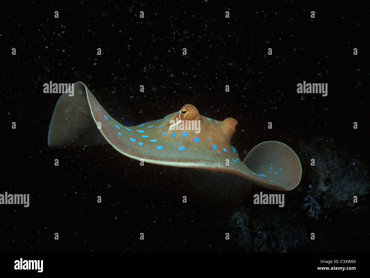 Velenoso Ribbontail Bluespotted Stingray (Taeniura lymma) nuota sulla barriera corallina. Egitto, Mar Rosso. Foto Stock