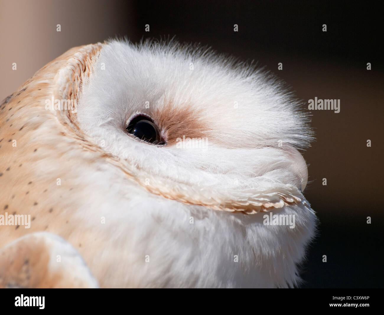 Il barbagianni (Tyto alba) è un raro gufo negli Stati Uniti. Si tratta di una chiusura di theunique modelli di piuma sulla testa. Foto Stock