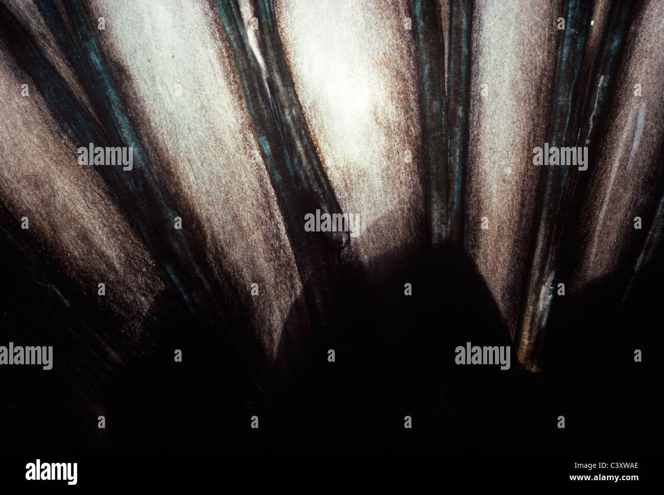 Le pinne dorsali di un Summana raggruppatore (Epinephelus summana). Egitto, Mar Rosso Foto Stock