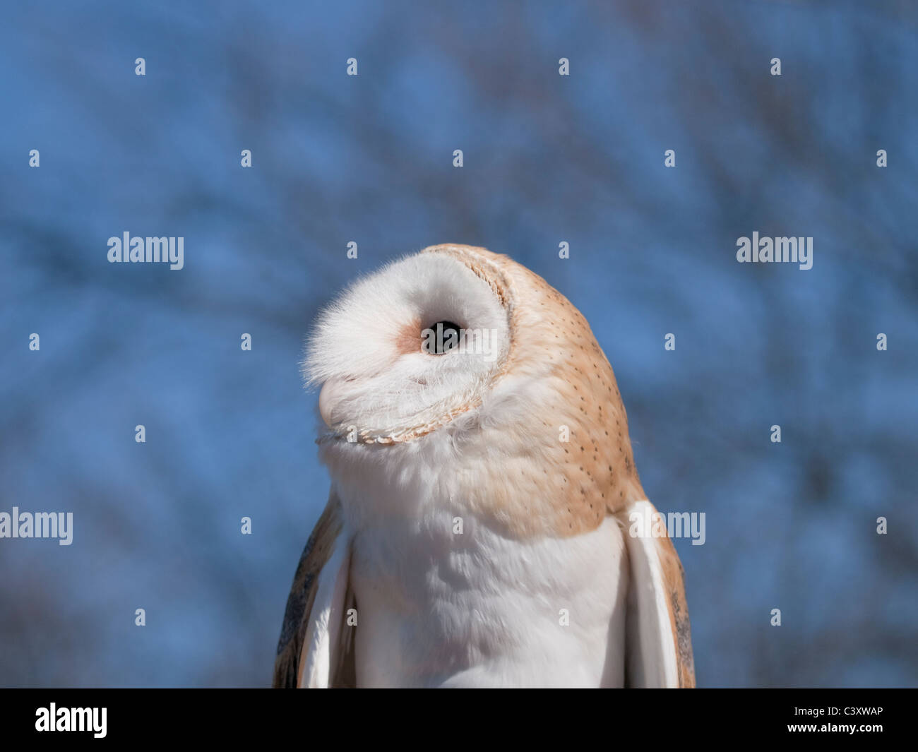Il barbagianni (Tyto alba) è un raro gufo negli Stati Uniti. Questo sta cercando fino al cielo per possibili predatori. Foto Stock