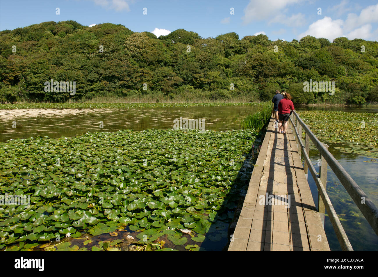 Bosherston stagni di fior di loto, Pembrokeshire, Galles Foto Stock