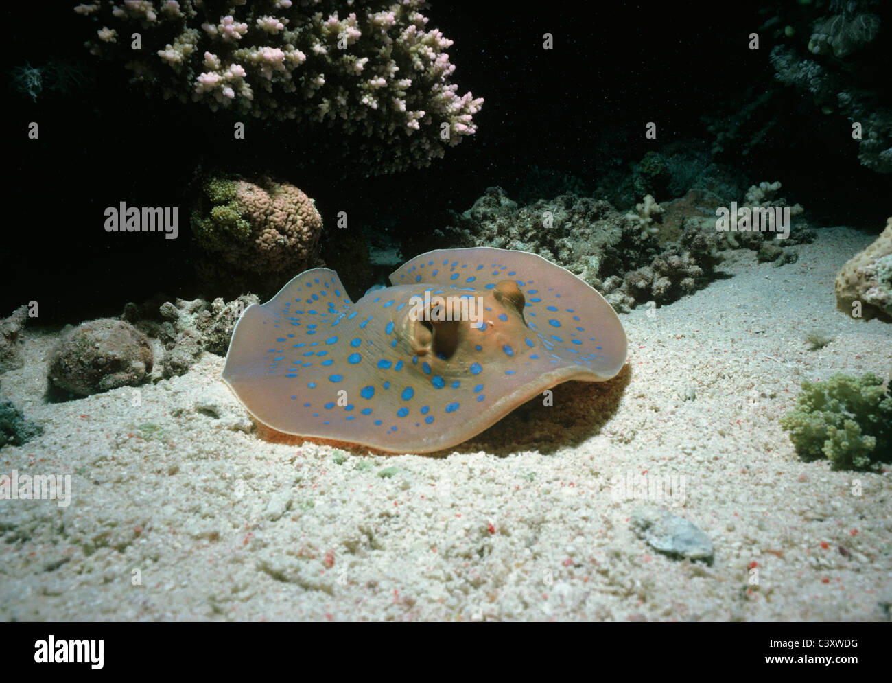 Velenoso Ribbontail Bluespotted Stingray (Taeniura lymma) poggia sulla barriera corallina. Egitto, Mar Rosso. Foto Stock
