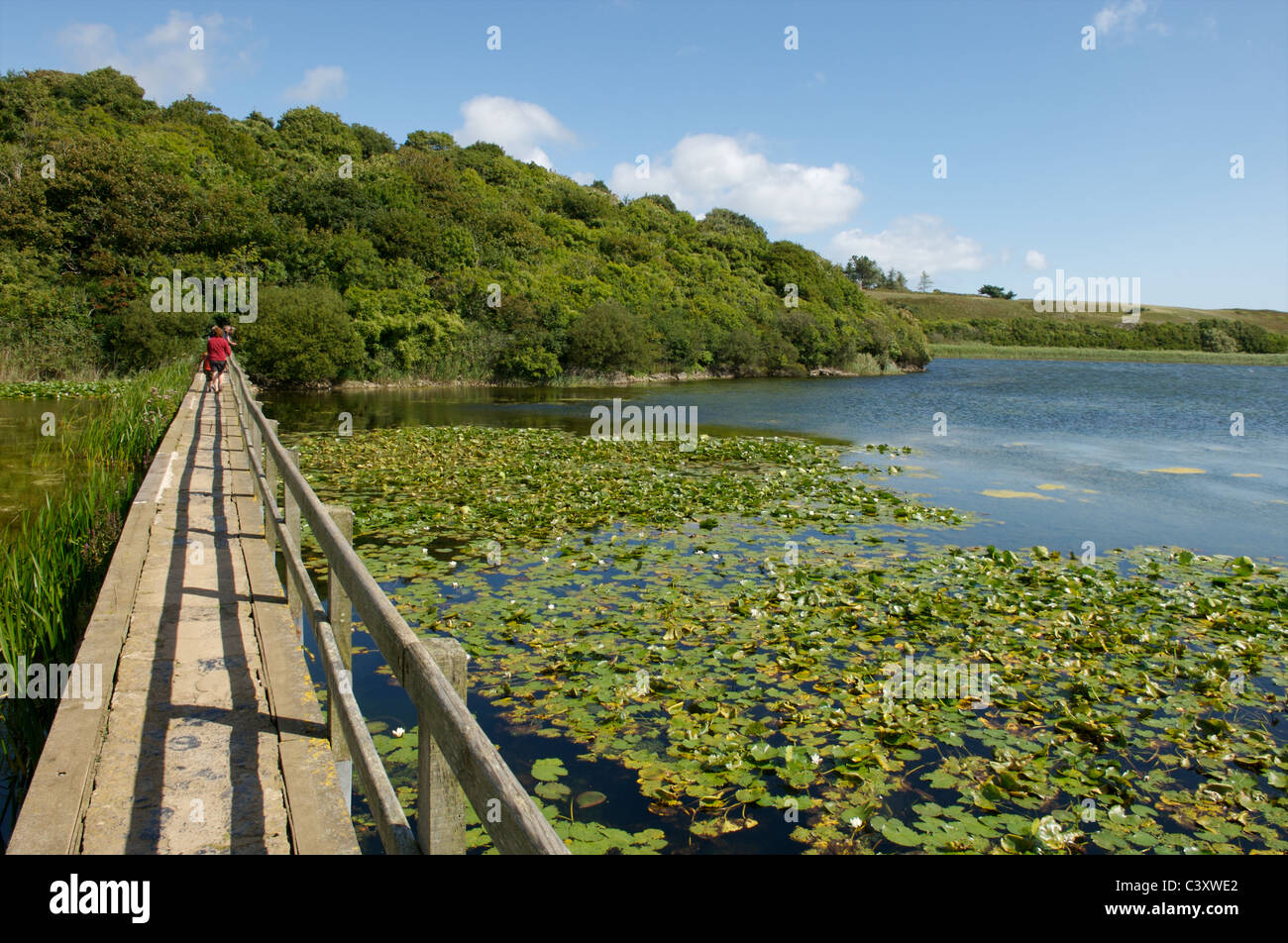 Bosherston stagni di fior di loto, Pembrokeshire, Galles Foto Stock