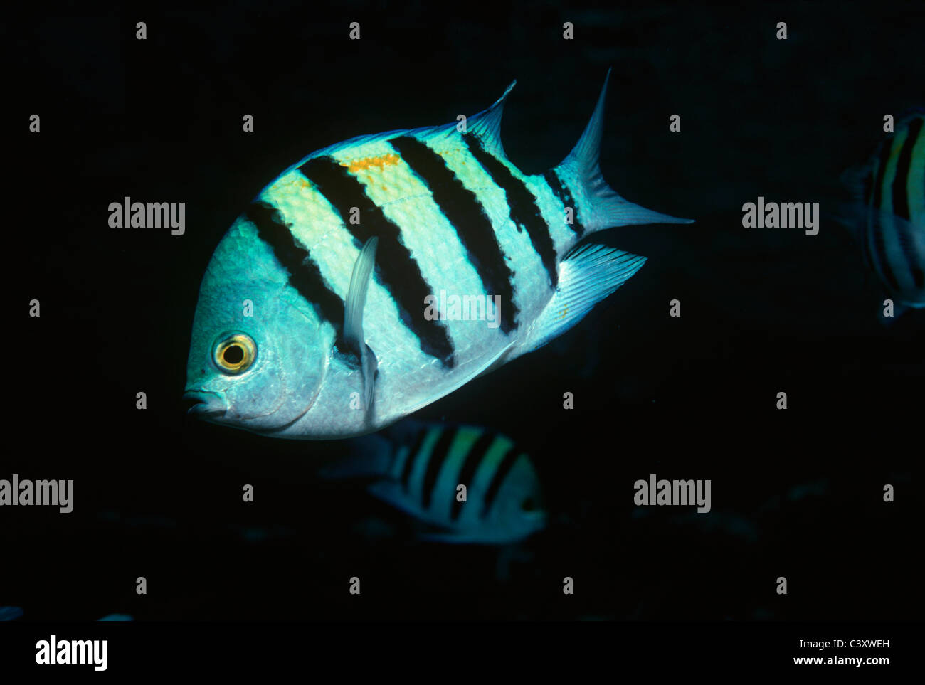 Sergente maggiore pesce (Abudefduf vaigiensis). Egitto, Mar Rosso Foto Stock