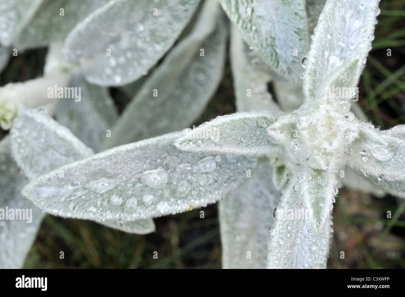 Stachys byzantina - Agnello l orecchio Foto Stock