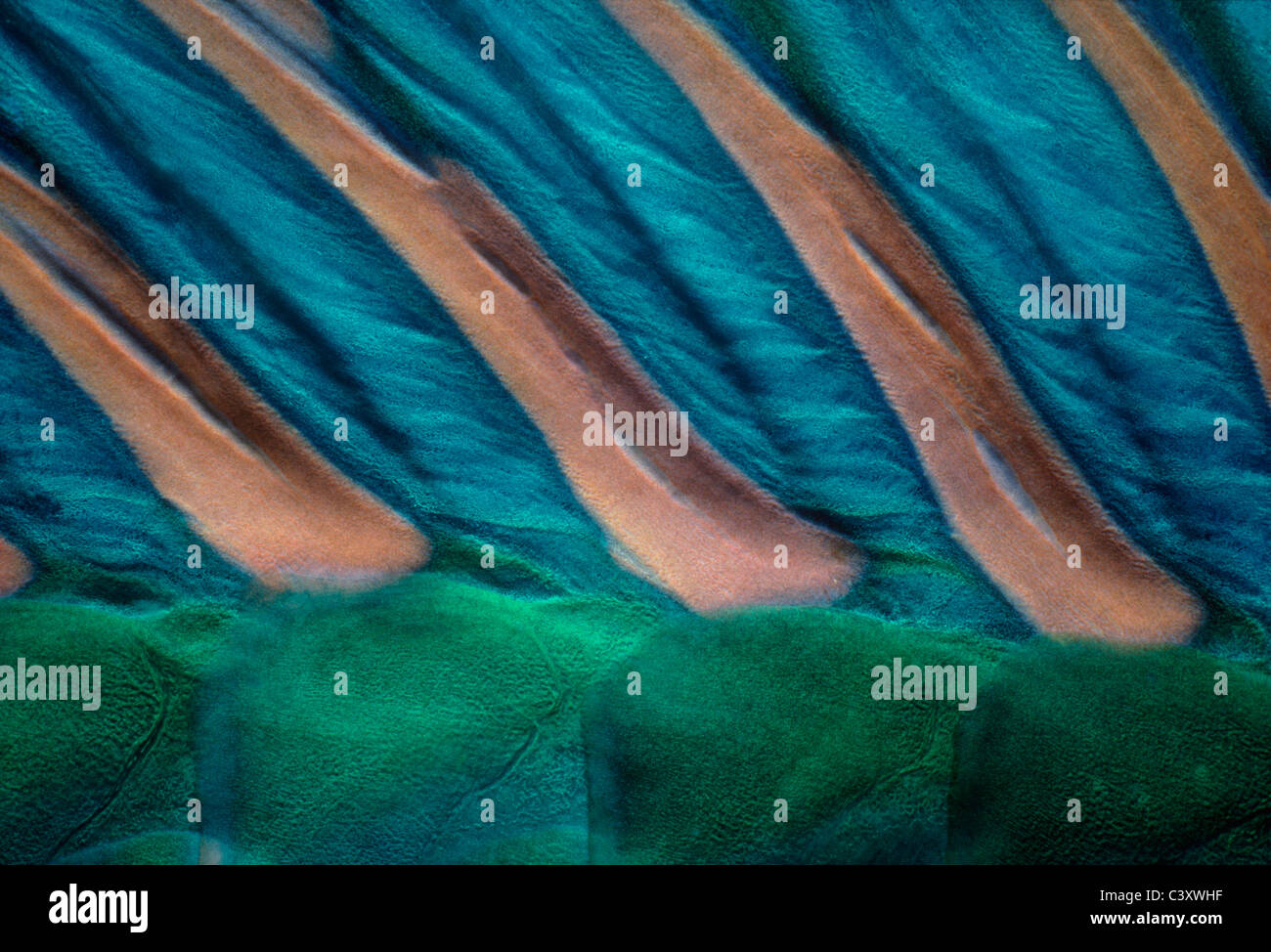 Pelle e spine dorsali di pesci pappagallo bicolore (Cetoscarus bicolor). Egitto, Mar Rosso. Foto Stock