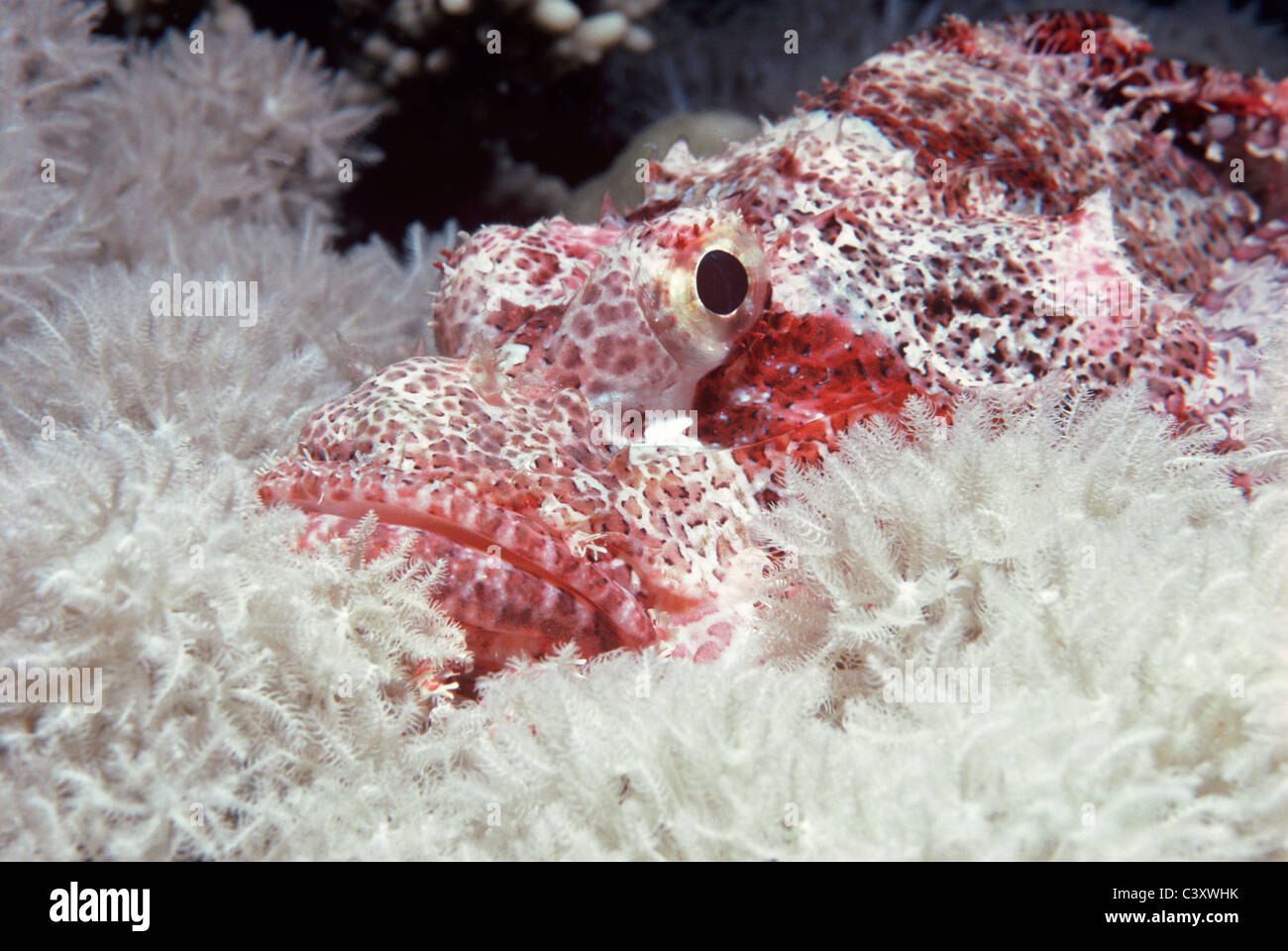 Tassled Scorfani (Scorpaneopsis oxcephalus) mimetizzata tra i coralli molli. Egitto - Mar Rosso Foto Stock