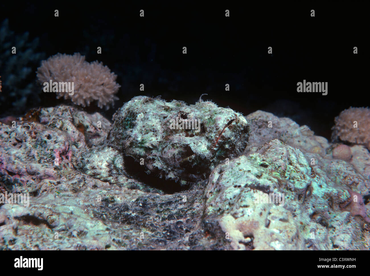 Falso pesce pietra (Scorpaenopsis diabolus) mimetizzata sulla barriera corallina bed. Egitto, Mar Rosso. Foto Stock