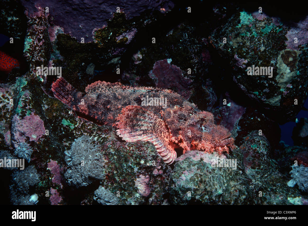 Velenoso barbuto Scorfani (Scorpaenopsis barbatus) mimetizzata sulla barriera corallina. Egitto, Mar Rosso. Foto Stock