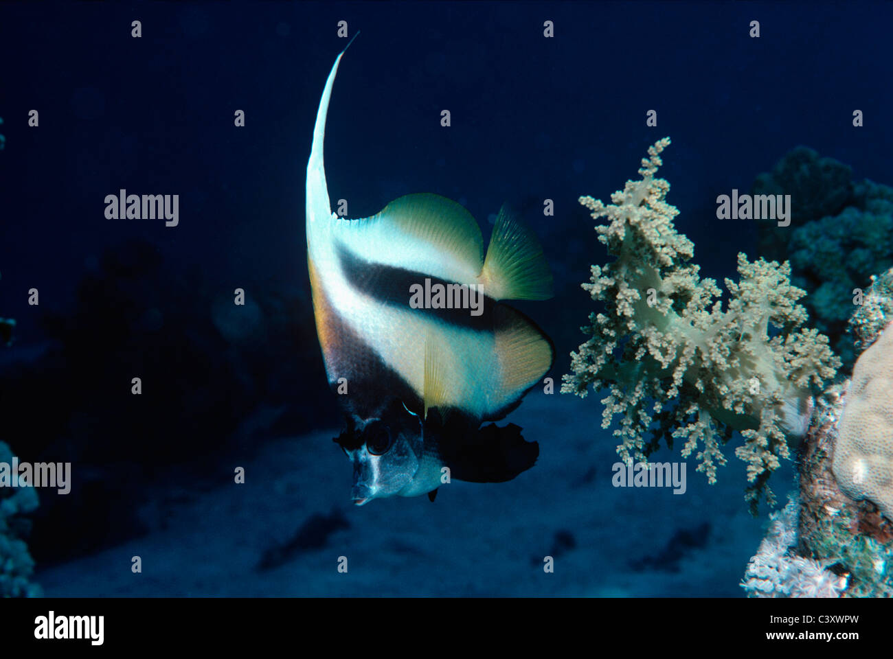 Coppia di Mare Rosso Bannerfish (Heniochus intermedius), noto anche come Moorish Idols. Egitto, Mar Rosso. Foto Stock