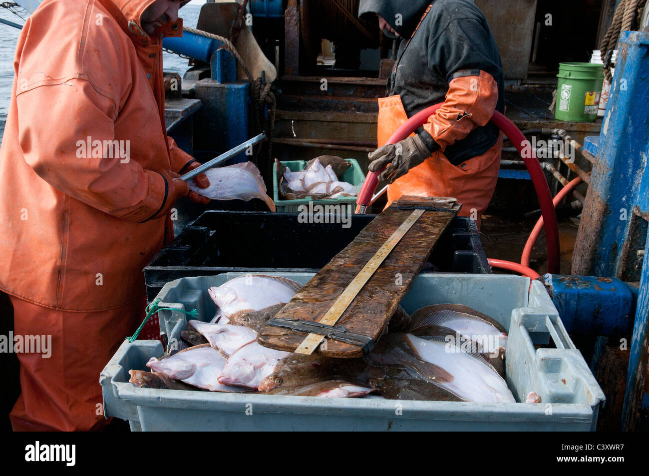 La Nuova Inghilterra pescatori pulizia, lavaggio, e misurando le catture di limanda (Limanda ferruginea). Foto Stock