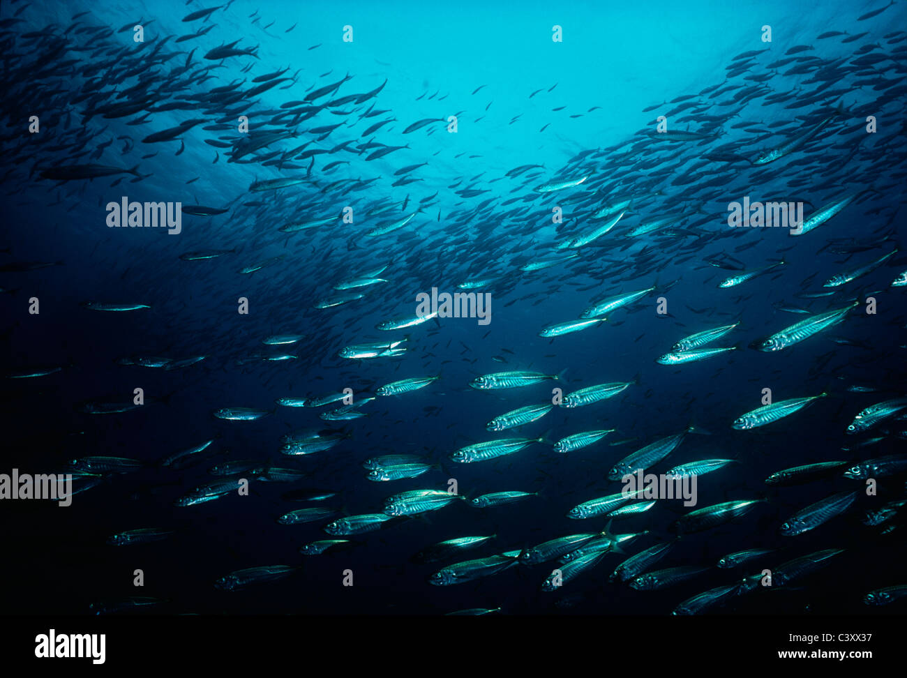 Aringa (Clupea harengus) scolarizzazione. La Nuova Inghilterra, USA, Oceano Atlantico. Foto Stock