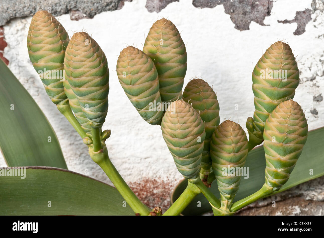 Welwitschia mirabilis i coni femminili Kirstenbosch Ian Conservatorio Reddihough Welwitschia House Cape Sud Africa Foto Stock