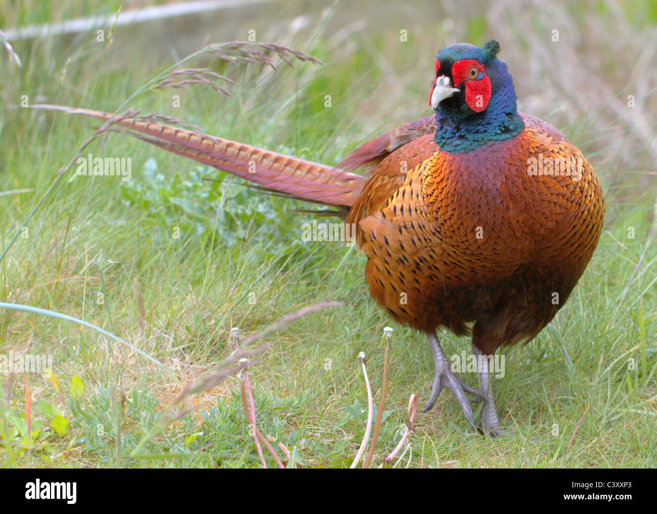 Wild Pheasant Country. Trovato in una antica palude selvatici in Lancashire nel Regno Unito. Foto Stock