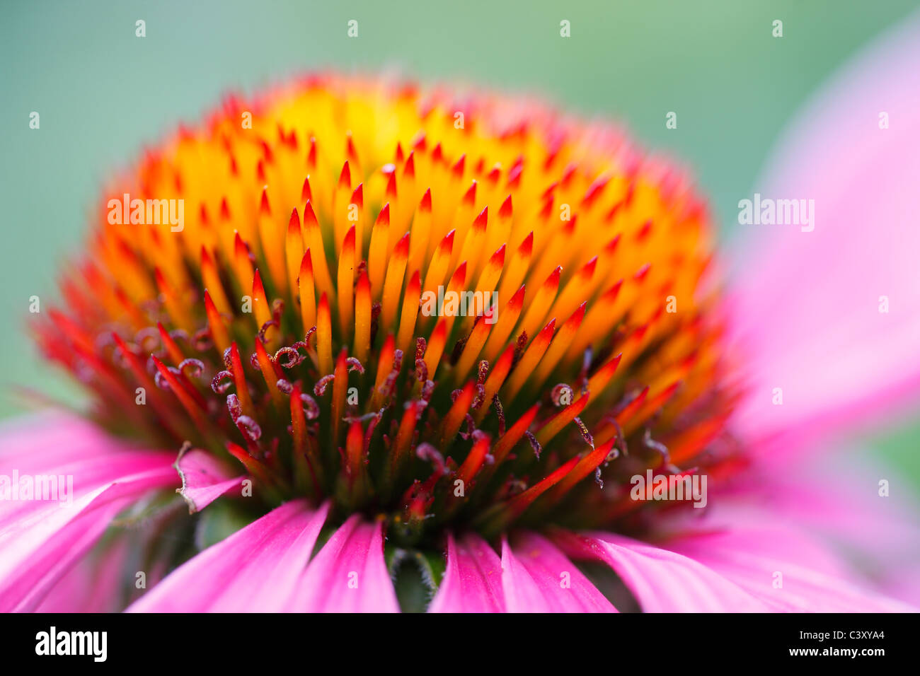 Purple Coneflower (Echinacea sp.) nel Central Park di New York Foto Stock