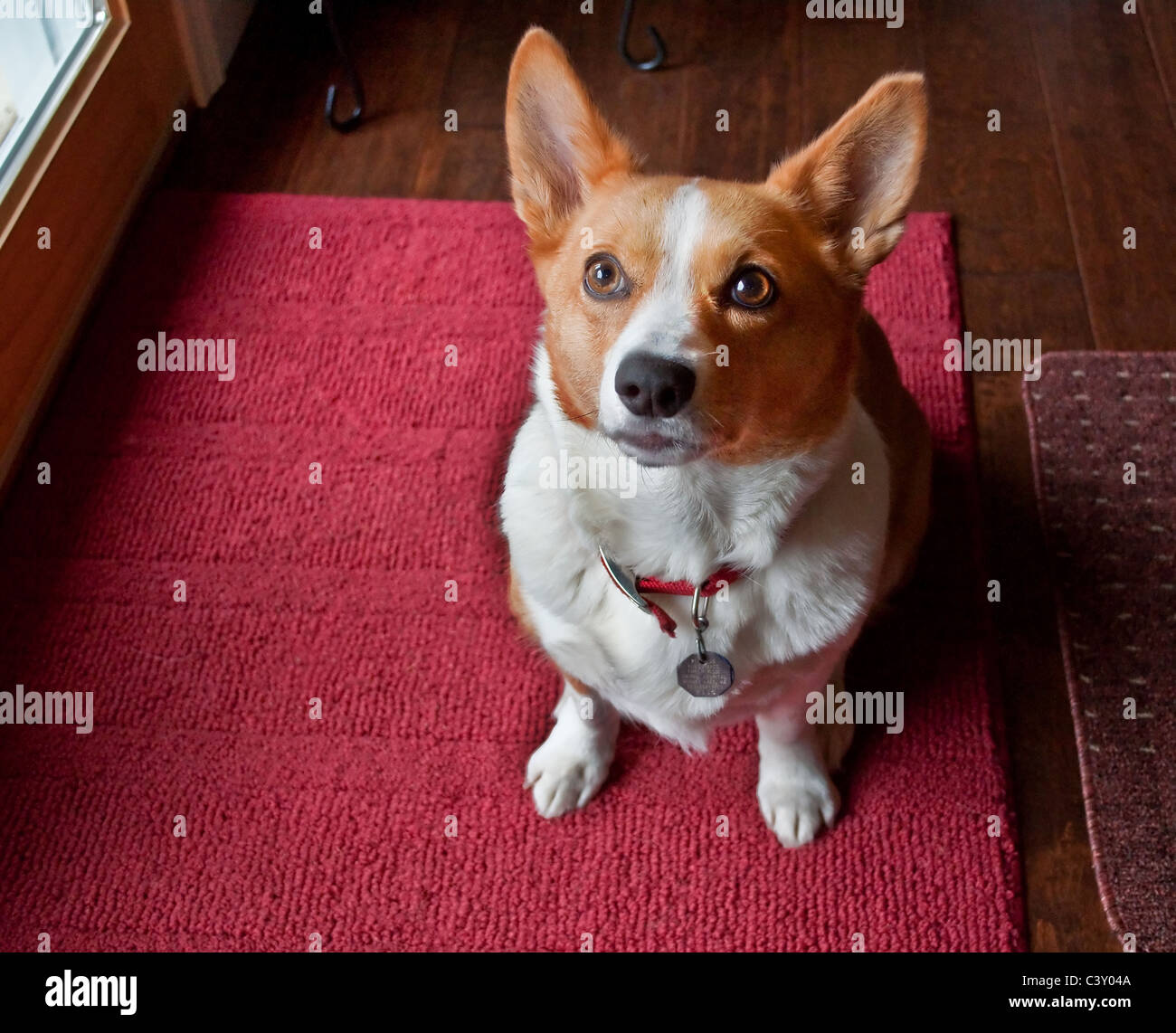 Questo grazioso Pembroke Welsh Corgi cane è seduto e guardando con un intento di espressione in della fotocamera. Lei è su un tappeto di borgogna Foto Stock