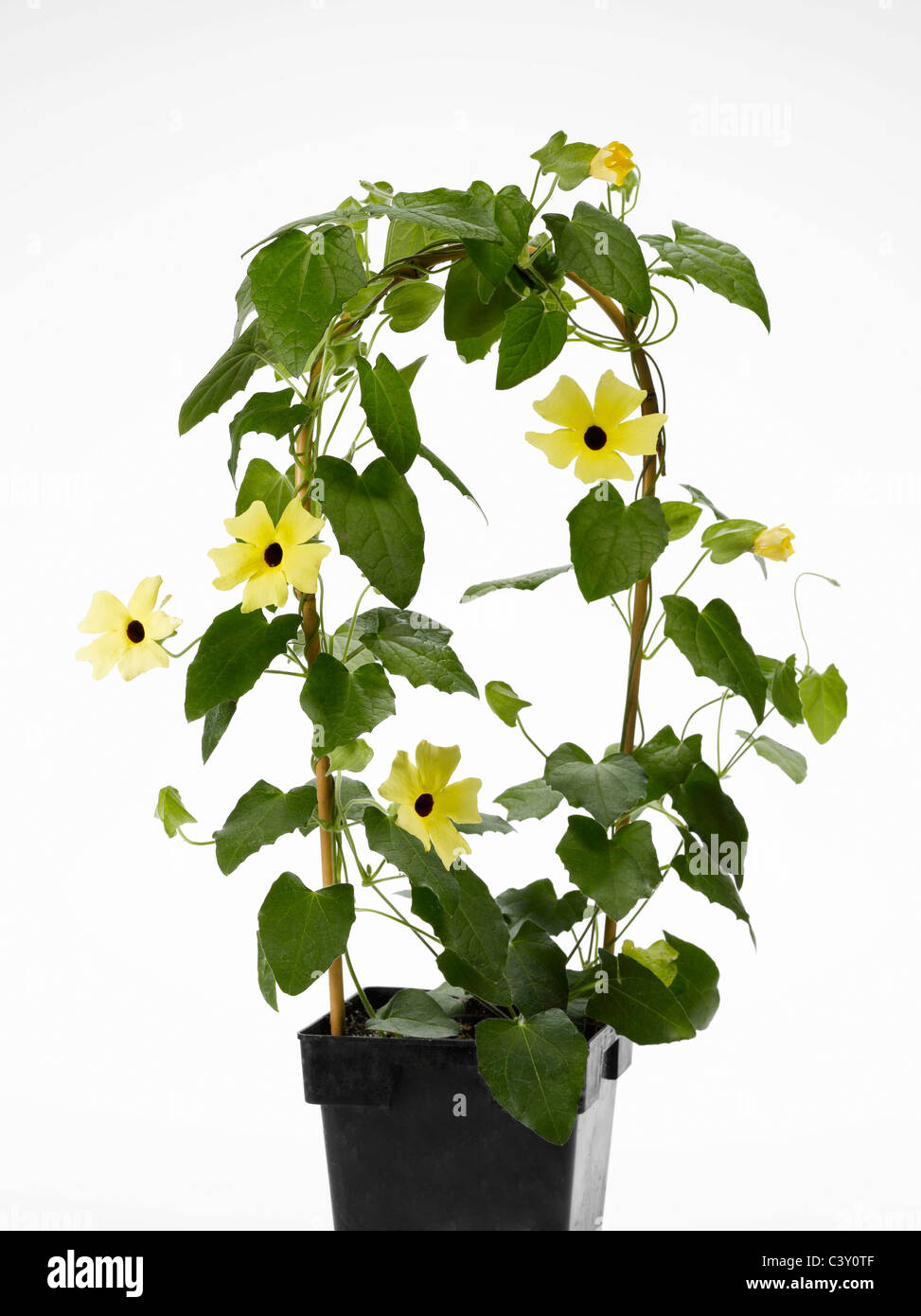 Fioritura Thunbergia Black-Eyed Susan vigna in fiore-pot Foto Stock