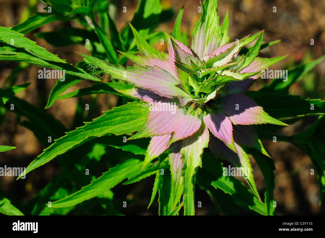Beebalm macchiato Foto Stock