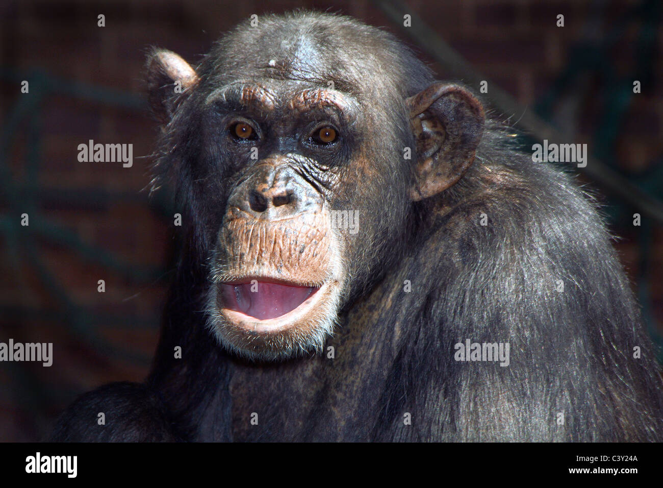 Faccia di uno scimpanzé in cattività. Foto Stock