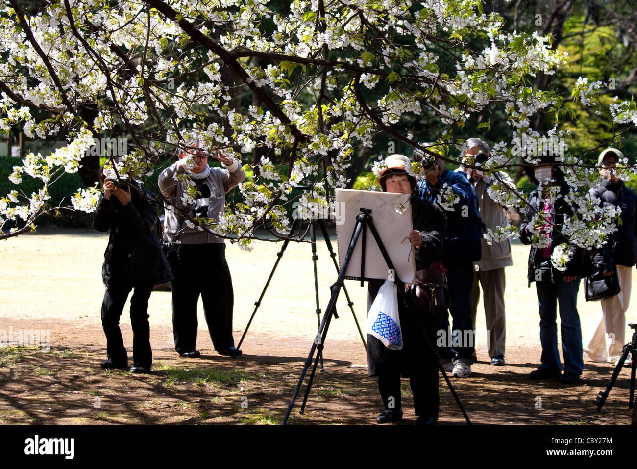 La gente di pittura e di ammirare la fioritura dei ciliegi a Tokyo Foto Stock