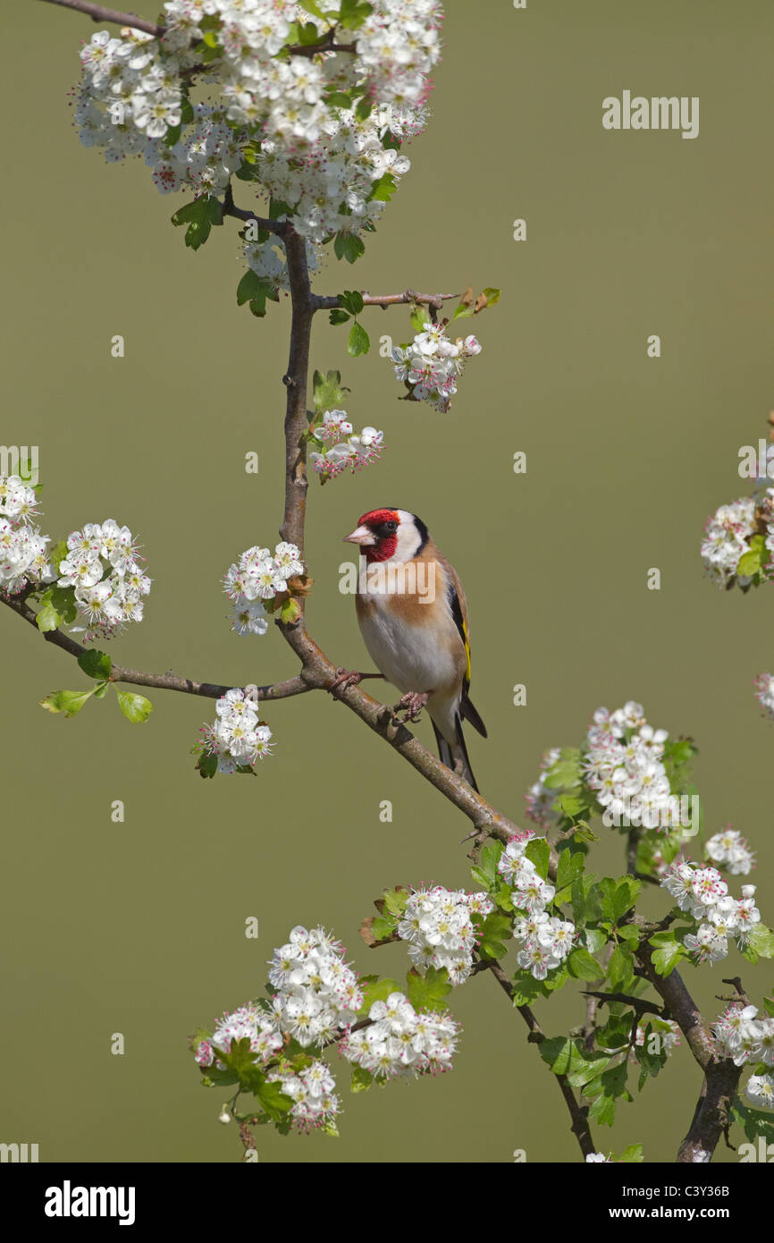 Cardellino Carduelis carduelis sulla molla Apple Blossom Foto Stock