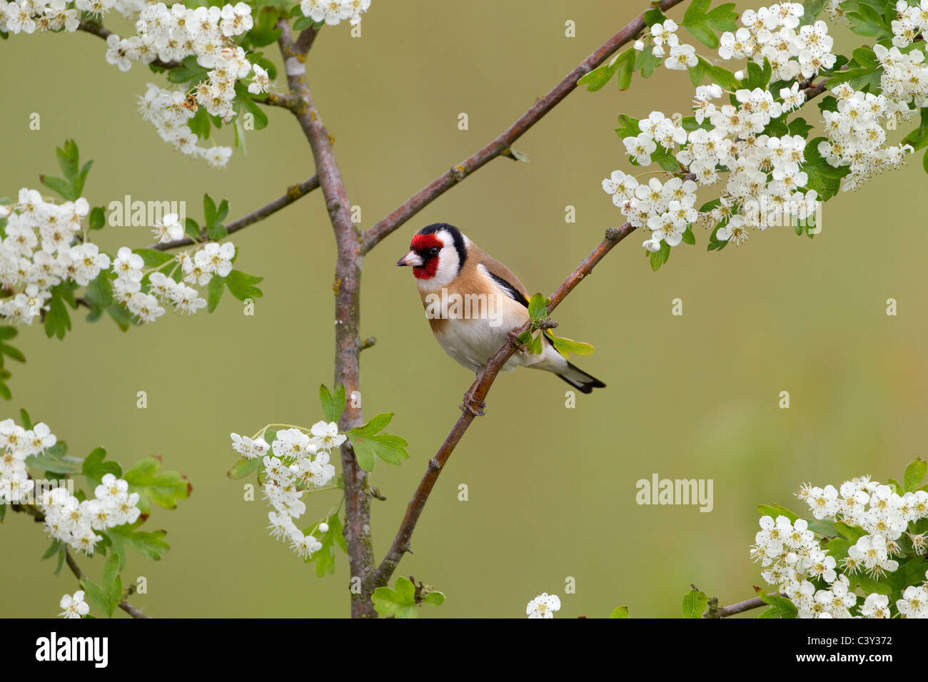 Cardellino Carduelis carduelis sulla molla biancospino Blossom Foto Stock