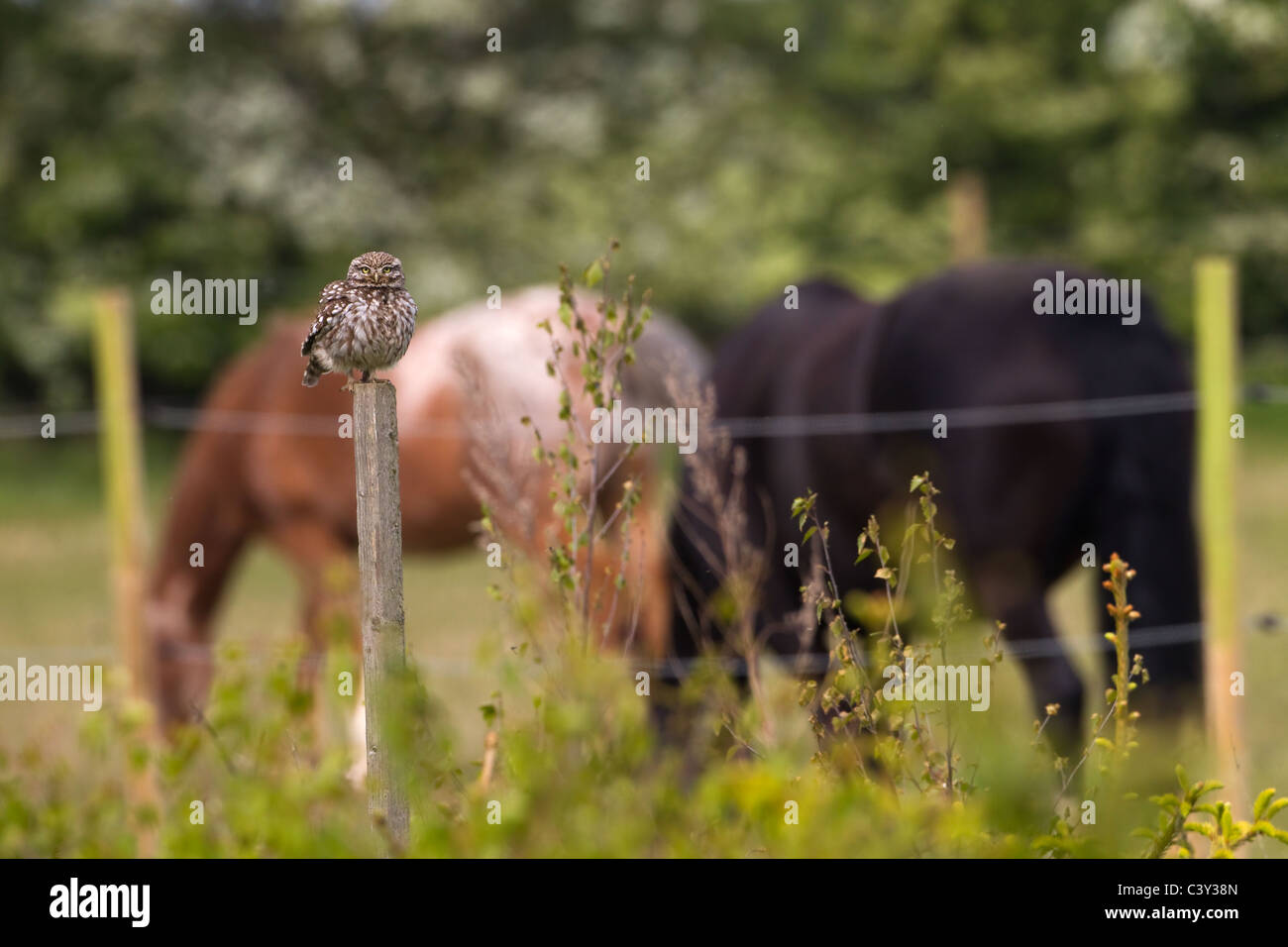 Civetta Athene noctus nel paddock di pony Foto Stock