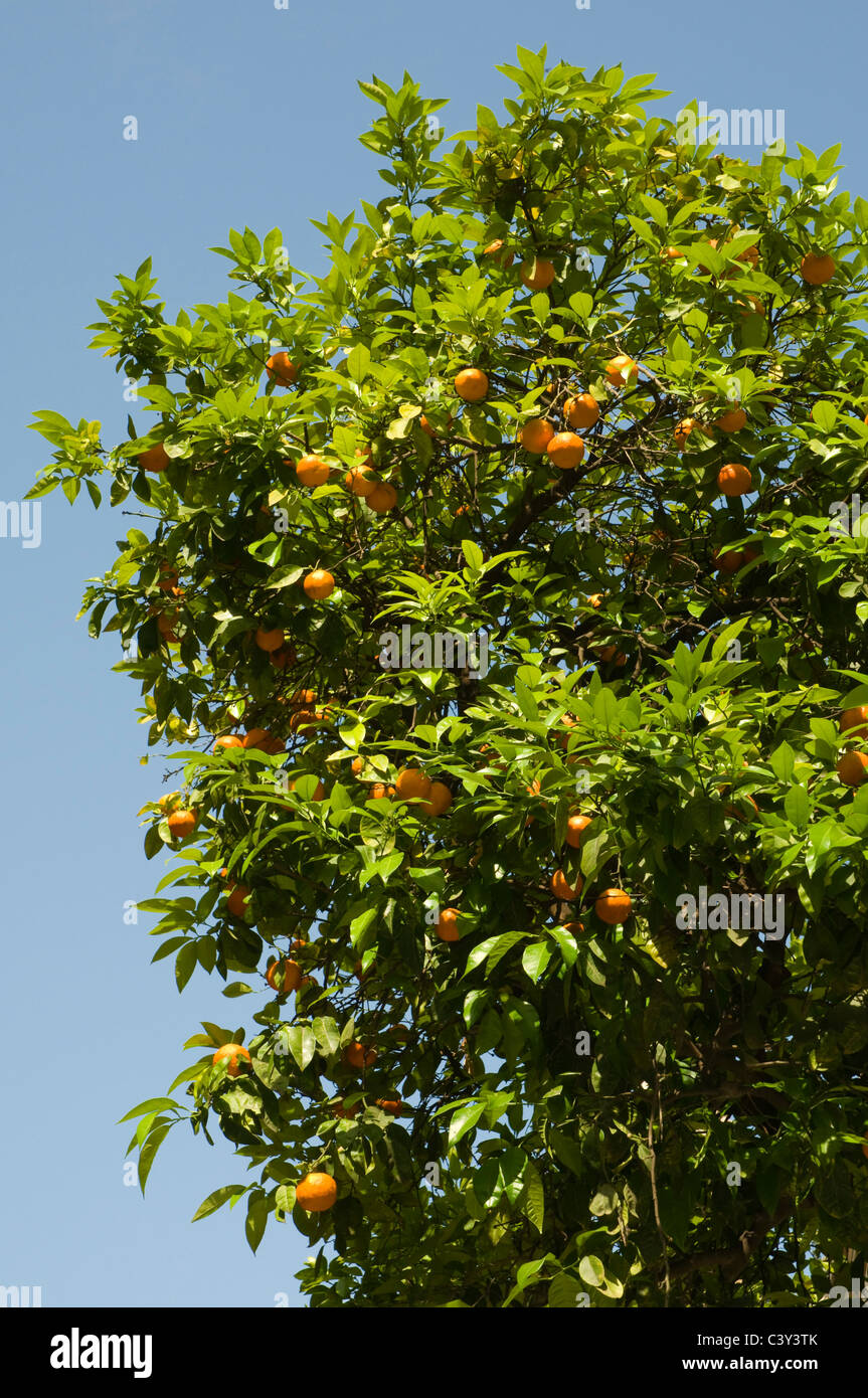 Un arancio contro il cielo blu Foto Stock