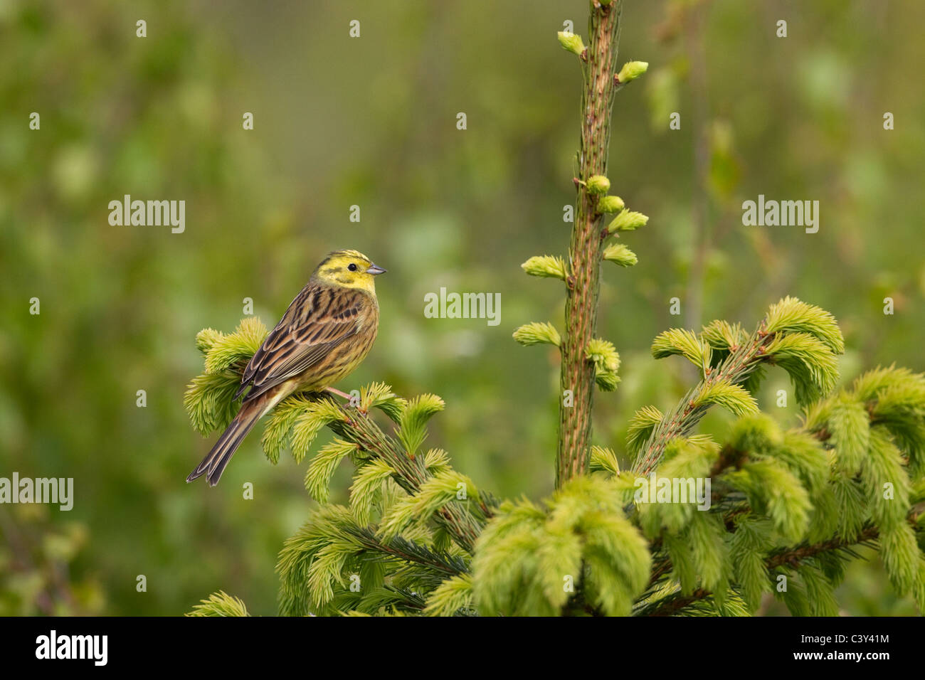 Zigolo giallo Emberiza citinella appollaiato sulla molla di conifere mattina Foto Stock