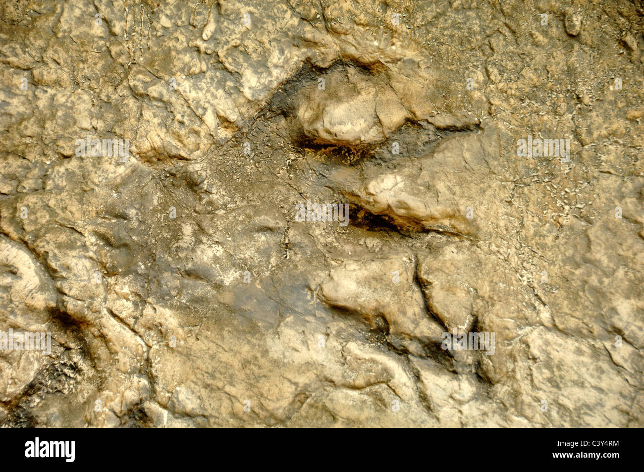 Plateosaurus fossili di dinosauro ingombro o brani del Gard Departement Francia Foto Stock