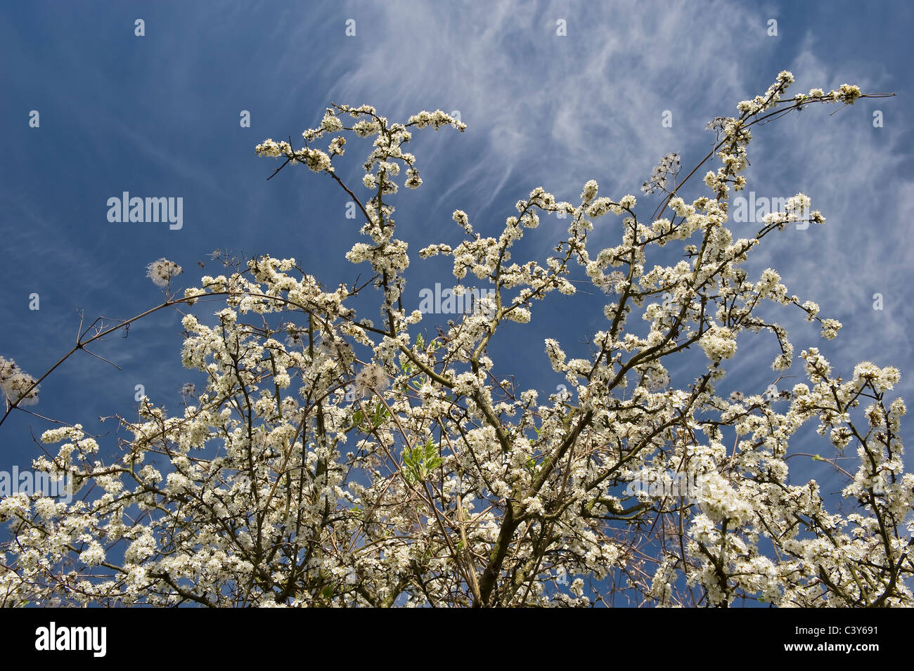 Biancospino fioritura sulla South Downs, West Sussex, Regno Unito Foto Stock