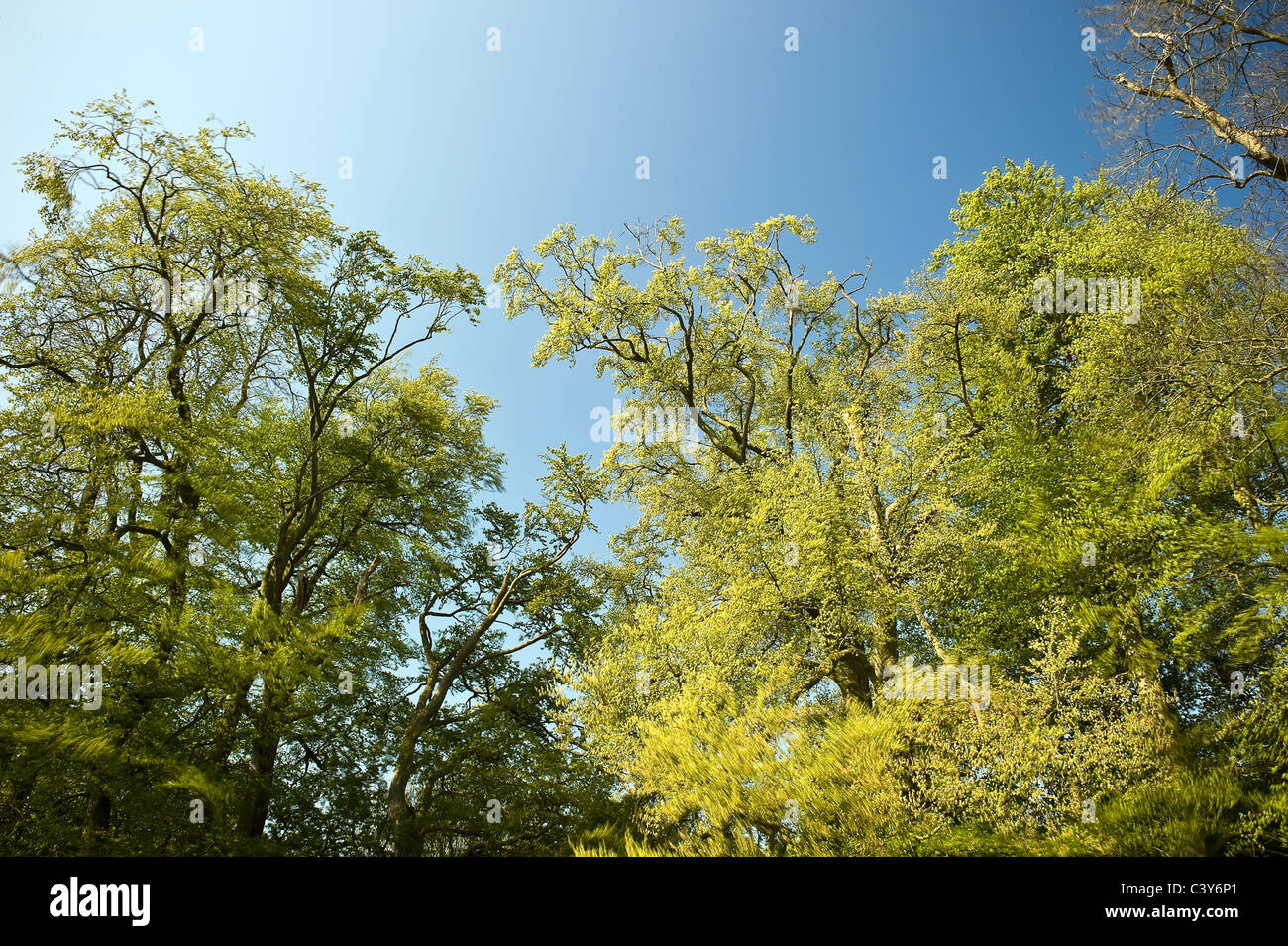 Alti alberi spostando in alto si snoda su una giornata d'estate Foto Stock