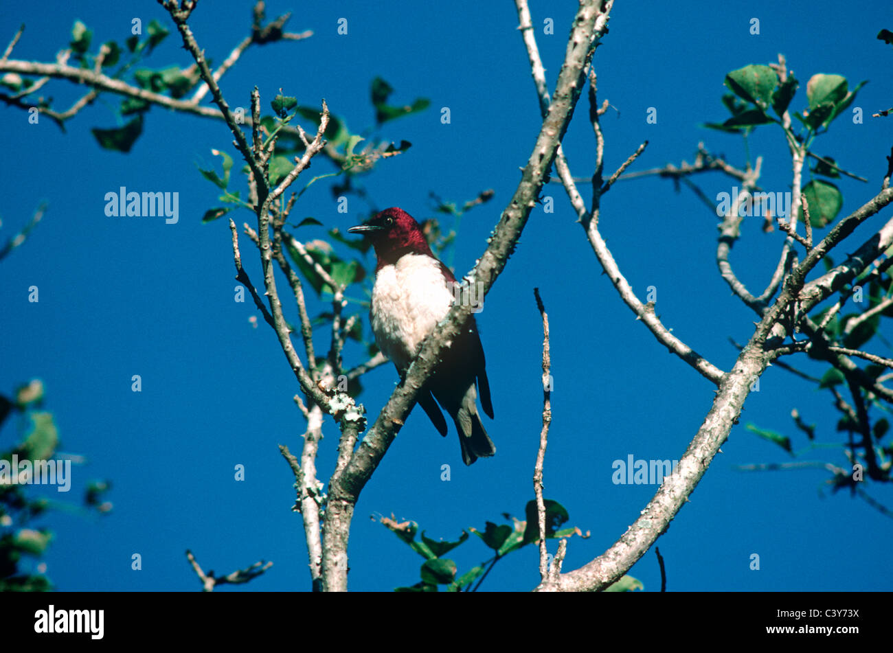 Color prugna / viola-backed / Ametista starling (Cinnyricinclus leucogaster: Sturnidae) nella savana, Sud Africa Foto Stock
