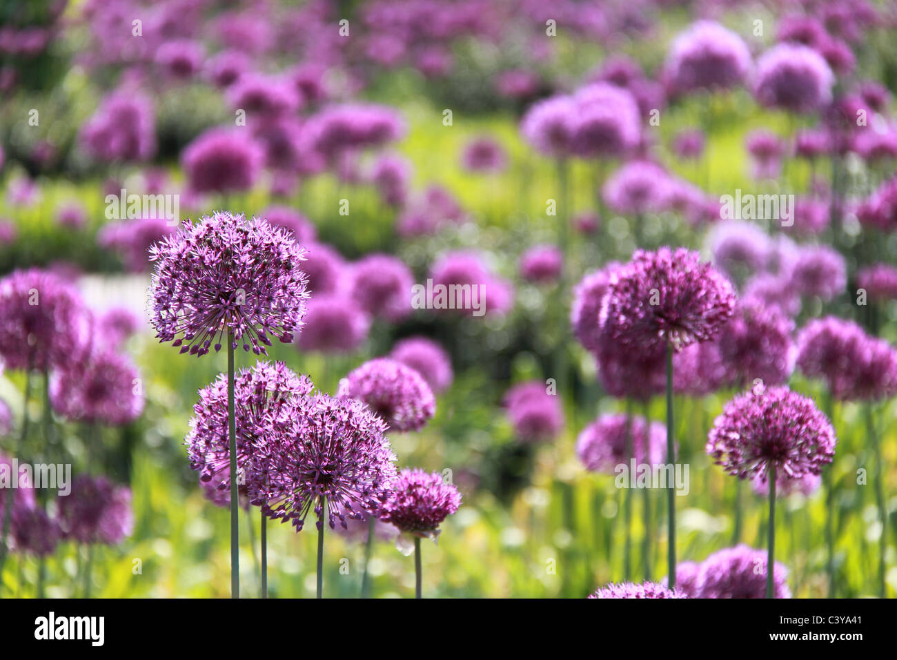 Allium hollandicum 'viola sensazione' al Giardino RHS Wisley, Surrey, Inghilterra, Gran Bretagna, Regno Unito, Gran Bretagna, Europa Foto Stock