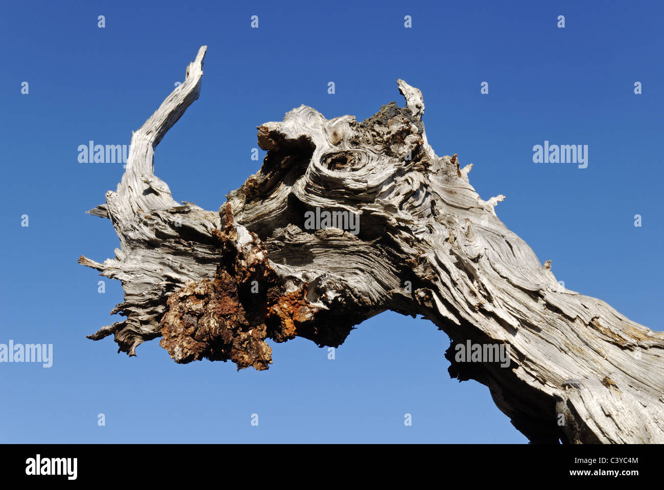 Oregon, USA, America, Americana, ramo, nodo, rami, nodi, albero, alberi, weirdly, strani, mitica creatura mitica creatura Foto Stock
