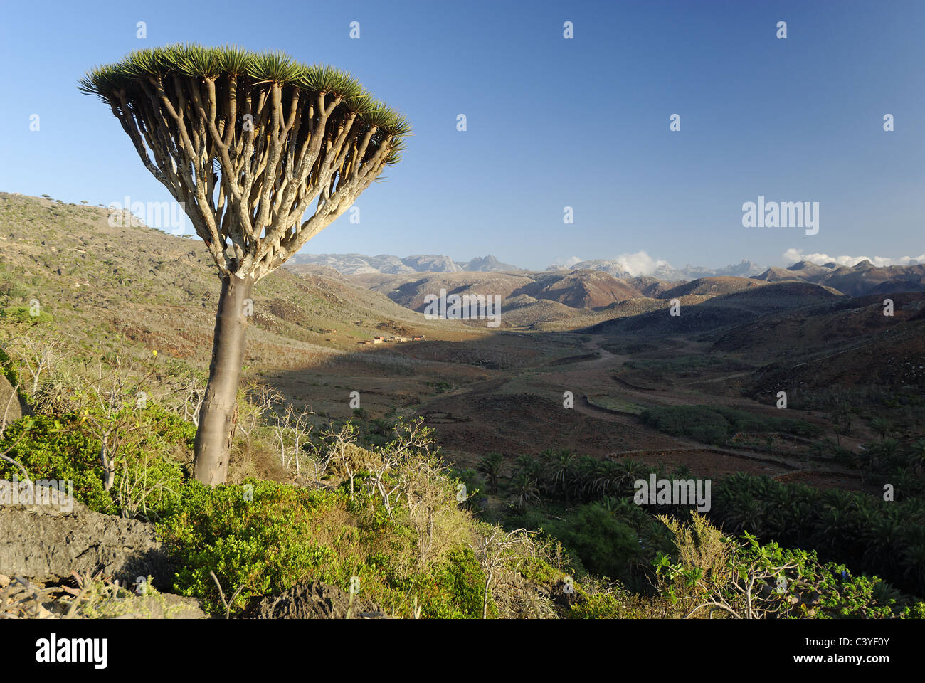 Sangue di Drago albero, Dracaena cinnabari, altopiano Homhil, isola di Socotra, Oceano Indiano, sito patrimonio mondiale dell'UNESCO, Yemen, Arabia, Foto Stock