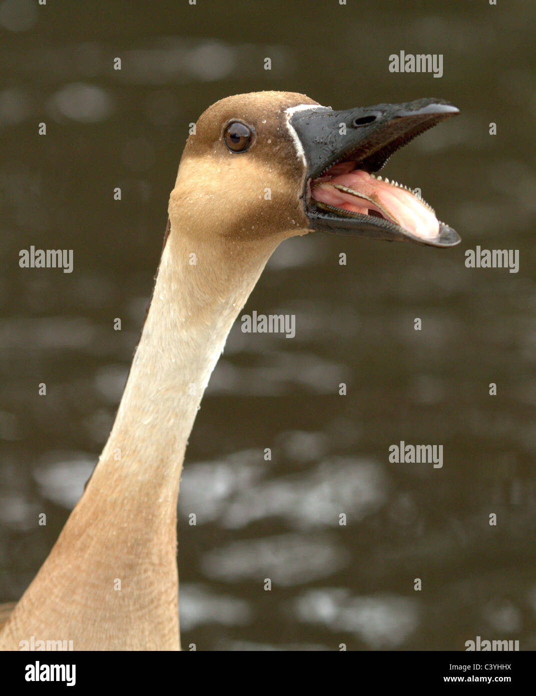 La fauna selvatica in Martin mera Lancashire Foto Stock