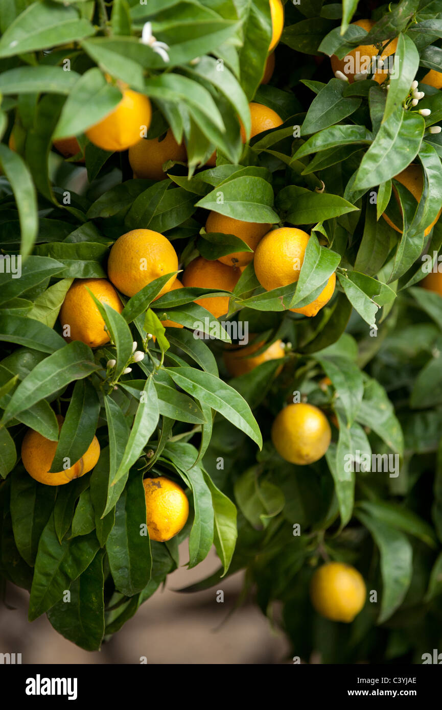 Arance in crescita Foto Stock