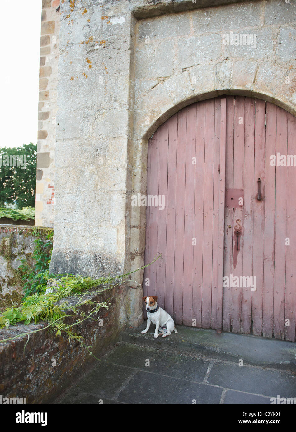Cane seduto di fronte a porte chiuse Foto Stock