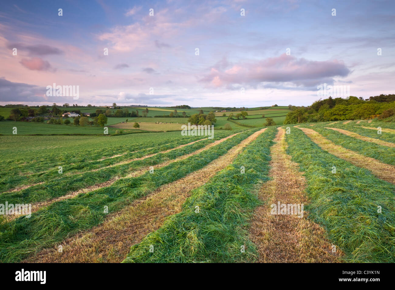 Appena tagliato il campo di erba in laminazione Devon campagna, Morchard Vescovo, Devon, Inghilterra. Molla (maggio) 2009 Foto Stock