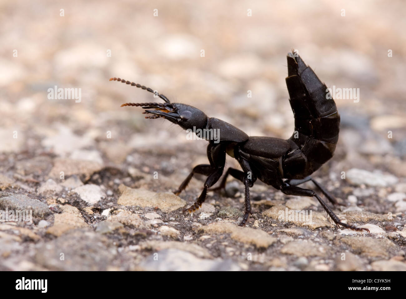 Minuto scavenger marrone beetle Foto Stock