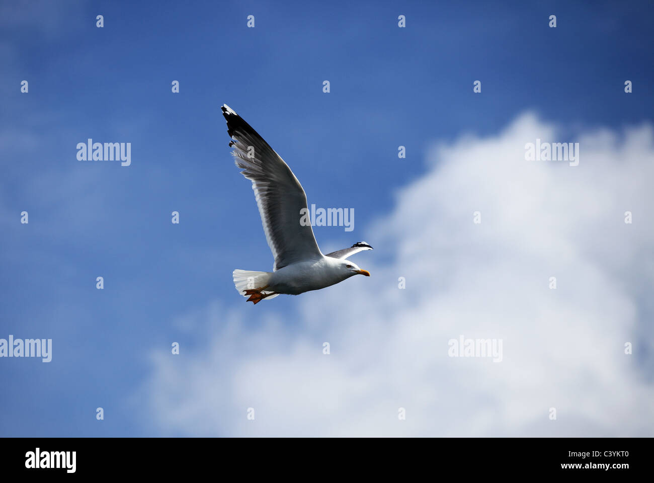 Seagull in volo in Grecia Foto Stock
