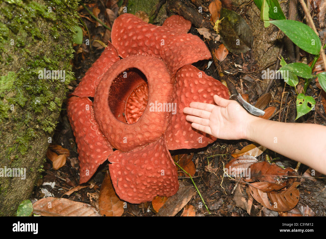 Rafflesia tuan mudae immagini e fotografie stock ad alta risoluzione - Alamy