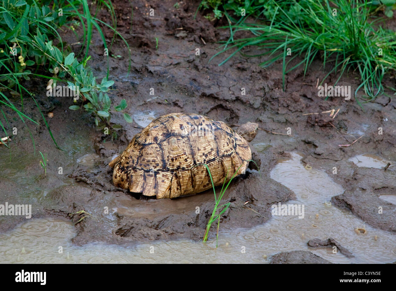 Leopard tartaruga nel Parco Nazionale di Mago, Etiopia, Africa Foto Stock