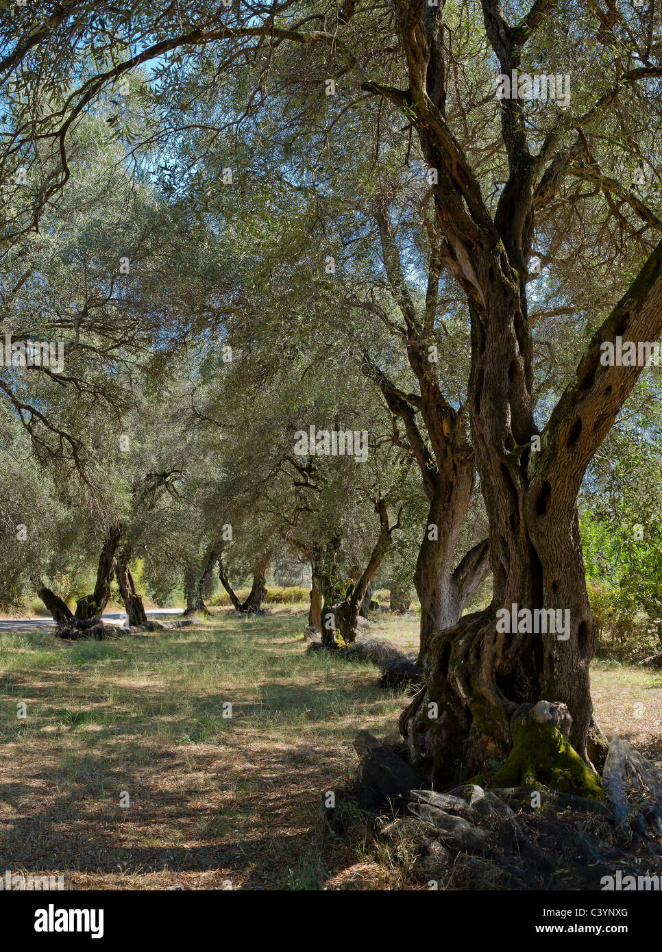 Alberi di ulivo, Corfù, Europa, Grecia, paesaggio, foresta, legno, alberi, estate, Foto Stock
