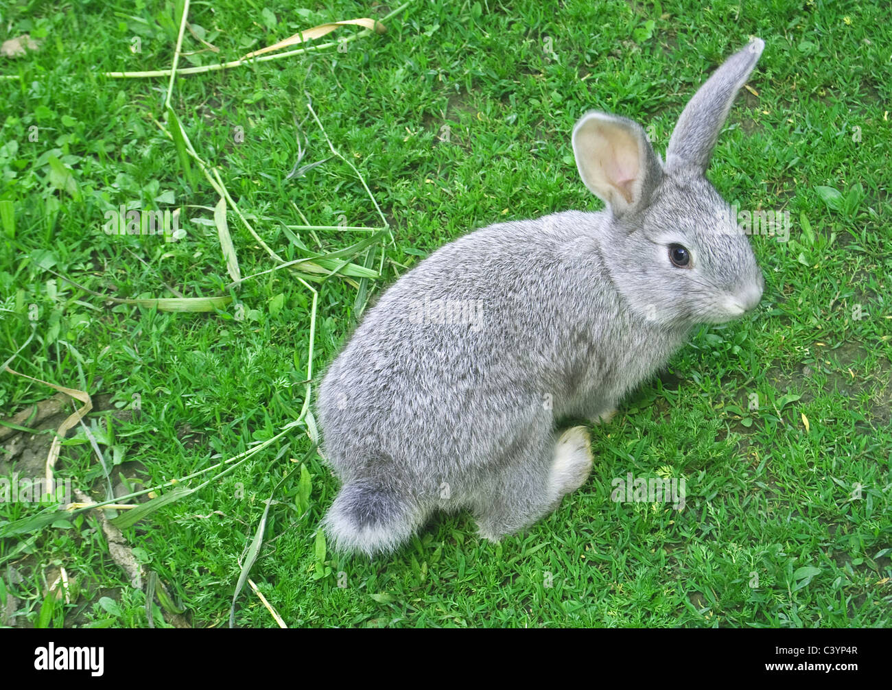 Piccolo coniglio è su un pascolo Foto Stock