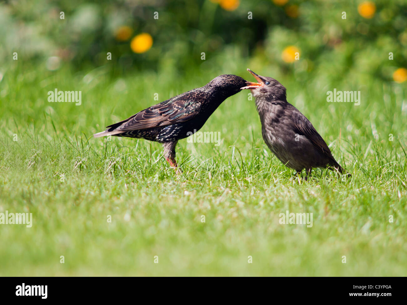 Recentemente sviluppato pulcino Starling essendo alimentato da adulto, Warwickshire Foto Stock