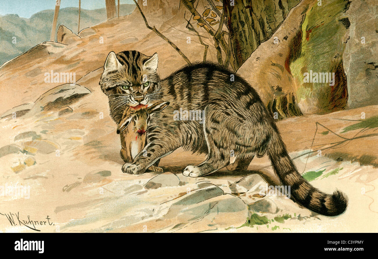 Vintage Litografia a colori di un gatto selvatico con un rinfrescante coniglio ucciso Foto Stock